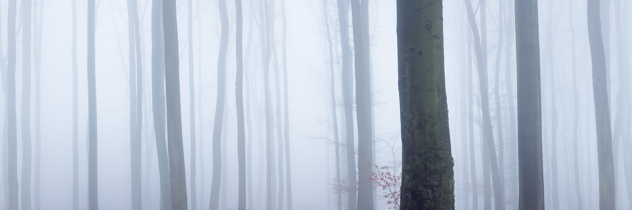Bukový les v mlze, leden 2018